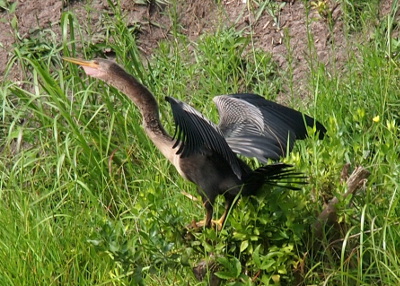 [Side view of an anhinga with its wings outstretched. The entire body is visible as the wings are held above the back. The white feathers are visible. This is a female anhinga with the grey neck and top of body.]